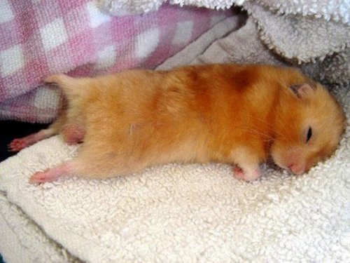 Спящий хомяк Спящий хомяк