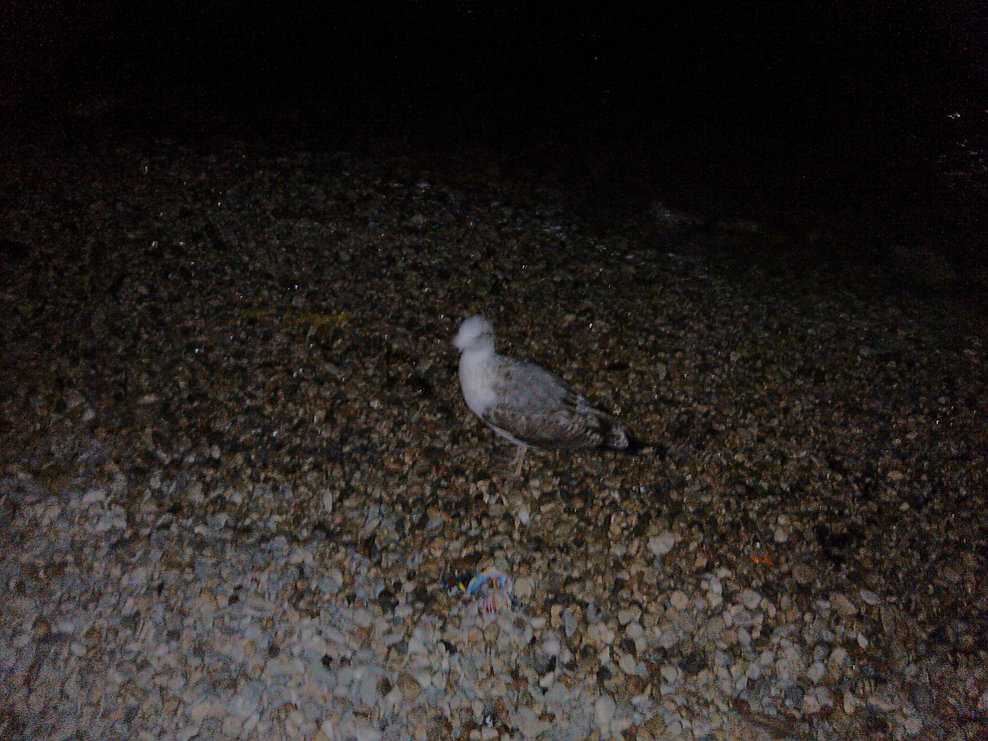 Чайка, сука Чайка, сука